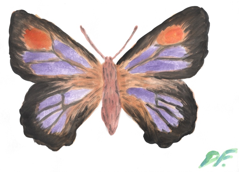 bronze azure butterfly